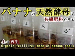🍌【バナナの天然酵母を利用した発酵液体肥料作りと土の再生】Making organic fertilizer and regenerating soil with fermented bananas.