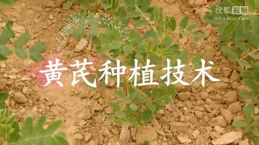 黄芪种植技术视频 1080P 中药材种植指南_1