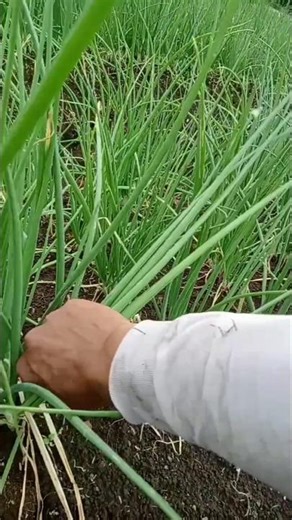 harvesting shallot flowers