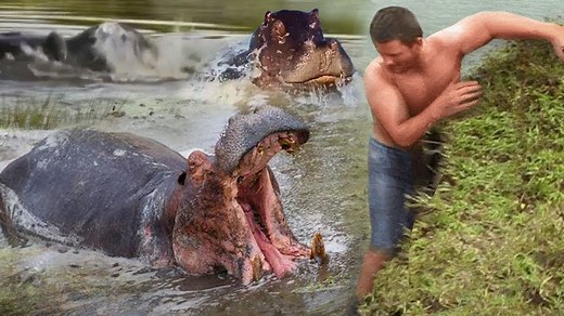so scary and dangerous ,When Hippos attack human, crash their boats.....