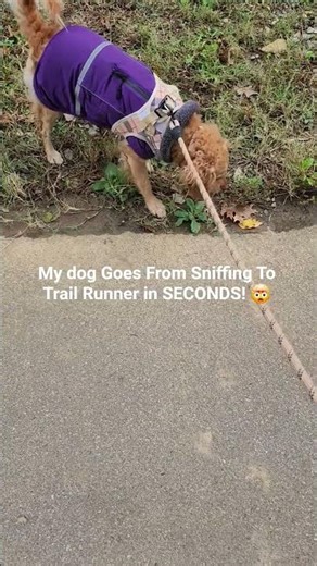 My Dog Goes From Sniffer to Sprinter#my #cute #sprinter #dog #shorts #puppy #viral #pets #pet #run