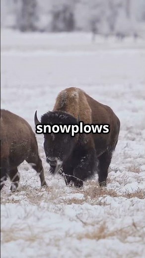 Bison Facts That Will Make You Respect America’s Wild Giants! 🦬
