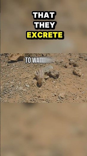 Top Ten Desert Animals with Incredible Survival Skills: Waterless Wonder