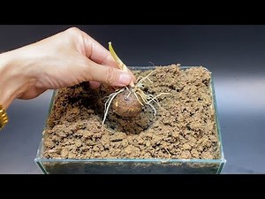 Growing Taro Roots Time Lapse - How To Grow Taro Plant At Home