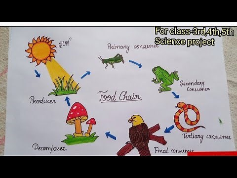 How to draw Food Chain step-by-step | Science project Food chain//easy way to draw food chain