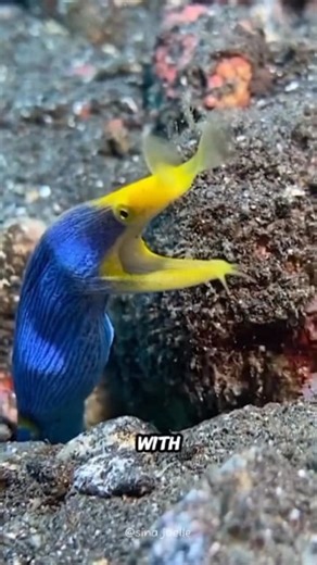 Ribbon Eel🐍🎗️ The ocean’s living ribbon | All About Animals @topfans The ribbon eel is one of the ocean’s most enchanting creatures, famous for its vibrant blue and yellow body that moves like a ribbon in the water. it begins life as a black juvenile, turns blue as a male, and eventually becomes a yellow female — a rare transformation called sequential hermaphroditism. with its leaf-like snout and flared nostrils, it hides in the sand, waiting to ambush prey with lightning speed. graceful yet 