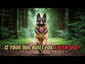 Top 10 Ultimate Dogs for Outdoor Adventures! 🌲🐕