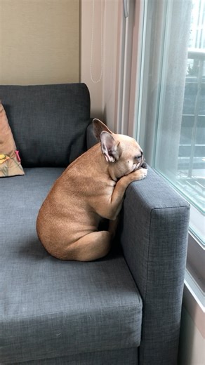 FRENCHIES | GRIFFIN & HARU on Instagram: "I’m An Institutional Dog Now 😅 . . #frenchie #frenchbulldog #reels #reelsdog #weeklyfluff #funnydog #reelsinstagram #funnydogs #griffinfrenchie #doglover #reelsviral #cutefrenchie #crazydog #reelsvideo #doglove #funnyreel #dogmeme #frenchiereels"