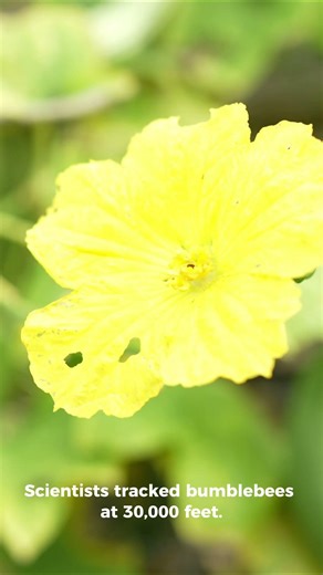 A Bee Bigger Than Everest? 🐝🏔️ #shorts