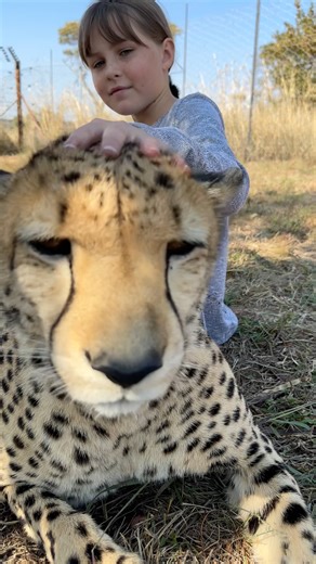 Listen to this cheetah - the purring of an endangered species is one of the most rewarding sounds you'll ever hear! 🐆🐾 | Brooke.Carter