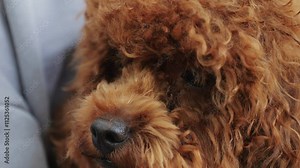 A brown poodle with fluffy coat is being held outdoors, showcasing its adorable features