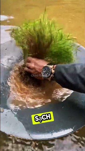 Anh ấy đã tìm thấy vàng trong một đám cỏ