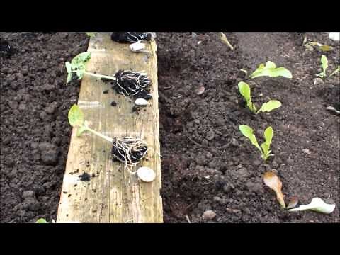 Transplanting Dwarf French Beans into a raised bed