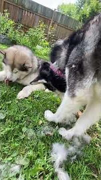 Malamute Care Reality #mlamutelovers #doghealthcare