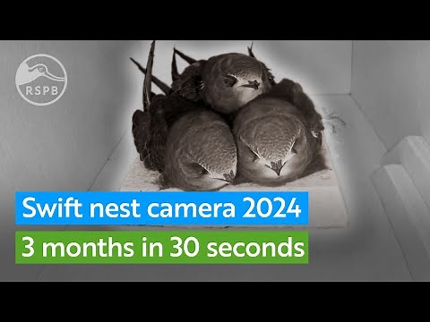 Look inside a Swift nest box - 3 months in 30 seconds | RSPB