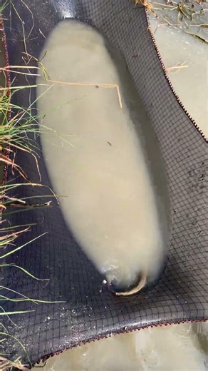 Real Fishing • Real Fun • Real Village Life"😱#fish#fishing #fashion