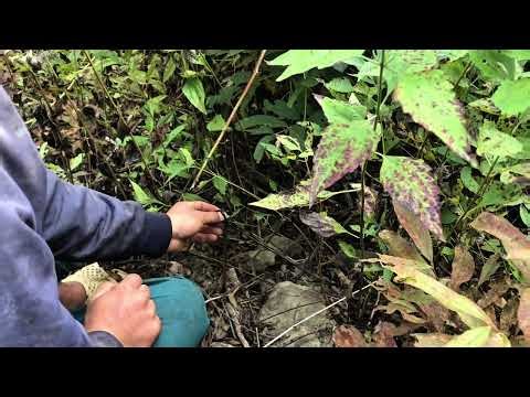Traditional Wild Jungle Fowl Trapping Techniques