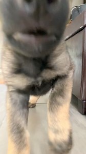 cheeky little bugger 😂 #puppy #germanshepherdpuppy #gsdpuppy | Jade the Sable GSD