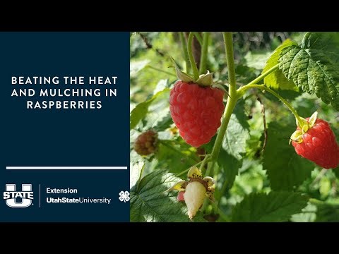 Beating the Heat and Mulching in Raspberries