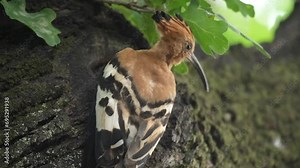 Close up: African Hoopoe nervously feed young in tree hole nest