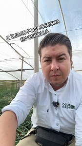 #cultivo de #cebolla #perla cómo obtener un buen sellado para tener bulbos de #calidad y una buena #cosecha | TODO AGRO EC TodoAgro