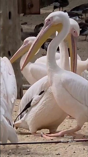 Le Pélican blanc de Pairi Daiza : élégance, puissance et poésie #pairidaiza