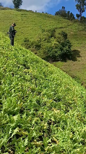 183K views · 2.4K reactions | Ngasi combine team ga punna poppy yanthatpagi saktam ni mayam like comment and share toubirammo followers and friends mayam #Manipur #fblifestyle #poppycutting #manipurviralreels #highlighteveryone #Sidique | Md Sidique | Facebook