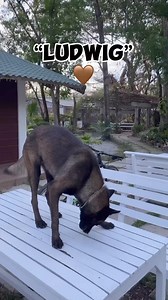 4.6K views · 117 reactions | A dog’s sense of smell is 10,000 to 100,000 times more than a human’s 癩勇 #asgardmalinois #Ludwigmalinois #malinoisworld #malinoispower #malinoislife #malinois #belgianmalinoislovers #belgianshepherd #belgianmalinoislovers #doglife #doglover #dog | Asgard Malinois | Facebook