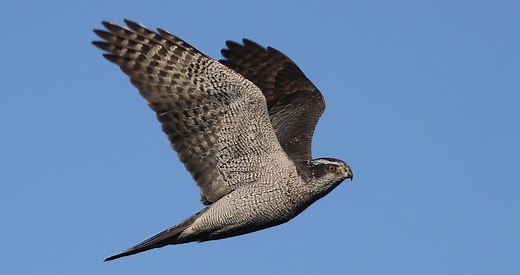 American Goshawk Identification, All About Birds, Cornell Lab of Ornithology