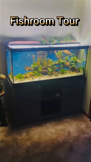 Fish Room Tour ￼