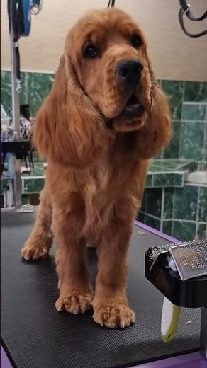Sporty Cocker Spaniel Groom ✂️ Practical Haircut for an Active Dog 🐾