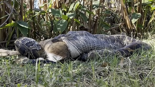 Florida Wildlife Biologists Capture Stunning Video Of Invasive Burmese Python Swallowing A Whitetail Deer | Whiskey Riff