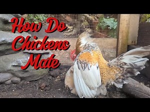 How Do Chickens Mate | Mating Behaviour Of Chickens #serama #chicken #rooster #hens #breeding #birds