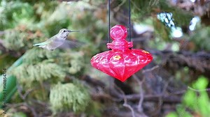 Video of real Humming Bird in slow motion