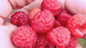 Raspberries are a delicious and nutritious fruit that you can grow yourself. These tips will ensure your harvest yields the best possible results. Read more at https://bit.ly/3k0LhD1. | Hobby Farms | Facebook