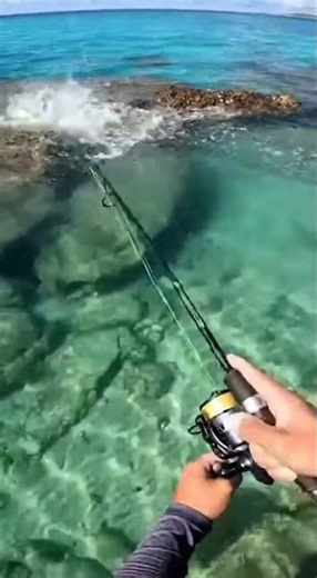 Amazing Reef Fishing in Perfectly Clear Water 🔥 #fishingtechniques #fishing #shorts