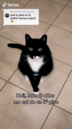 Understanding Why Your Cat Is Limping | Guantes Responde