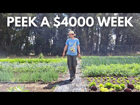 Inside a $4,000 Week on a Small Farm