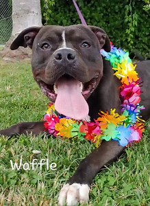 2.2K views · 90 reactions | Here is a video compilation of our available dogs. More info available here: https://homewardboundnj.org/adopt/dogs-for-adoption/ Please share this post, you never know who might be looking for a furry friend. | Homeward Bound Pet Adoption Center | Facebook