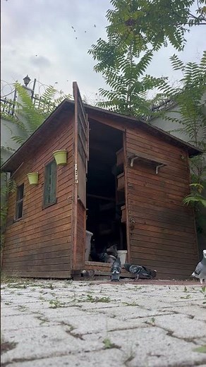 Gentle Pigeon Sounds in the Afternoon | Real Nature ASMR 🕊️ #asmr #birdsounds #eveningcalm