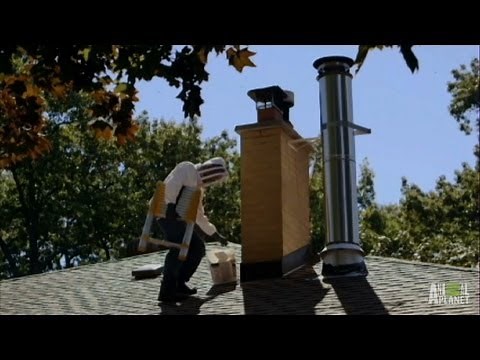 Not-so-Sweet Honey Bee Invasion | Infested!