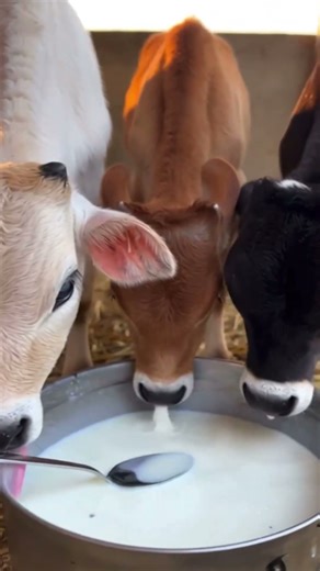 Miniature Punganuru Cattle # Below 10inc height # Just Born Babi Punganuru #nadipathy Goshala