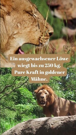 Majestätisch. Mächtig. Magisch. - Facts über Löwen in Afrika