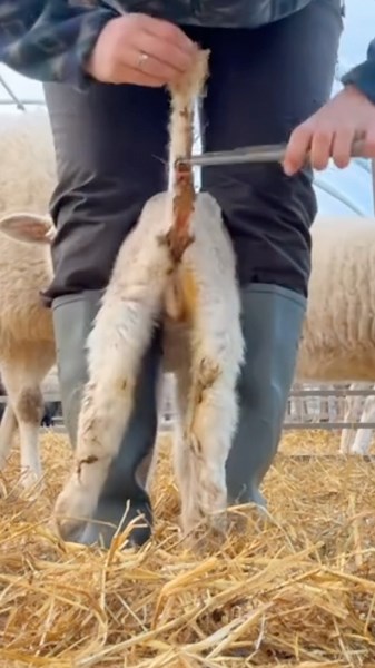 Why Lambs Tails Fall Off #goodtoknow #vet #medicine #educational #funfacts #lifehacks #survival