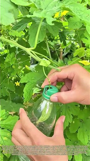 Shielding Bitter Melon: A Low‑Tech Hack Against Garden Pests