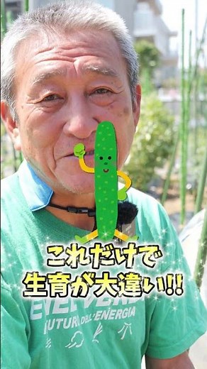 家庭菜園や農園のキュウリ栽培でうどん粉病対策！下葉処理するキュウリの育て方！#shorts【農家直伝】Tips for removing leaves in cucumber cultivation.