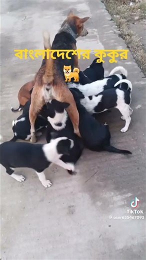 এ হিস্ট্রি টা দেখুন দেখে বলুন কেমন হয়েছে ভিডিওটা