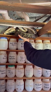 Some people may ask, ‘why do you relocate Pythons?’ Here’s why! 🐍 A lot of the time people are happy to co-exist with Pythons in their yard/roof/shed etc and that's absolutely incredible, we encourage that! However other people are not, and that's okay too! A lot of the time snakes are just passing through when they visit, however they can hang around too, and that's when people begin to worry about their small pets or children. Not only for their safety, but the snakes safety too! Its importan