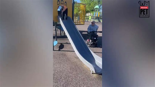 Rescue Dog Has Fun Going Down Slide