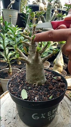 Adenium Bonsai Pruning Process